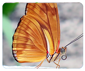 Papillons en Fête 2014